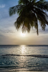 Palm tree and sunset at the sea
