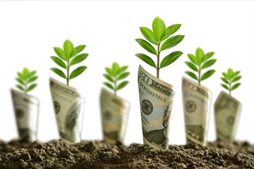 Image of bank notes rolled around plants on soil for business, saving, growth, economic concept...