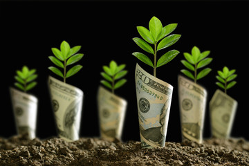 Image of bank notes rolled around plants on soil for business, saving, growth, economic concept on...