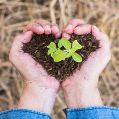 New life concept with volunteer planting young green tree bud on soil in farmer person's hands in heart shape
