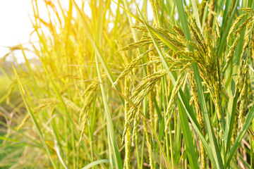Green rice on field, selective and soft focus