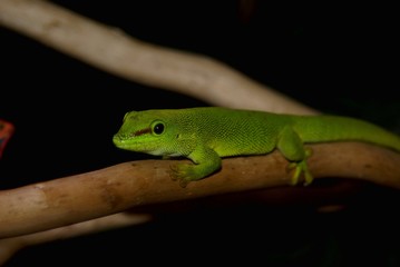 Grüner Taggecko