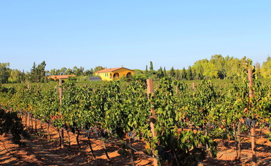 Vineyard in Sardinia