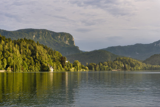 Slovenia, Bled,  Forest on the lakeshore