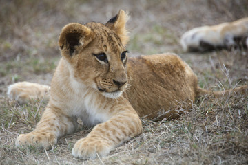 Obraz na płótnie Canvas African lion cub lying down