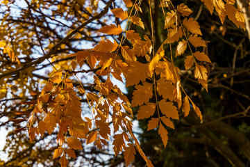 Close up of beautiful autumn leaves on a tree in the park. Concept seasons. Shallow depth of focus and Bokeh background.