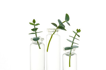 Fototapeta na wymiar Plant brunches in the transparent glass bottles