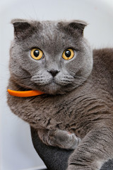 portrait of a Scottish fold cat