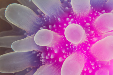 Closeup of a Red Sea jellyfish