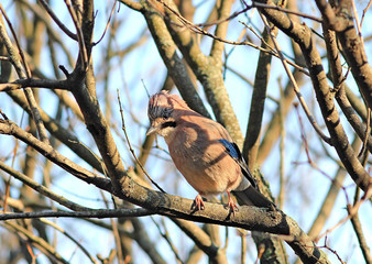 attentive look of a curious jay