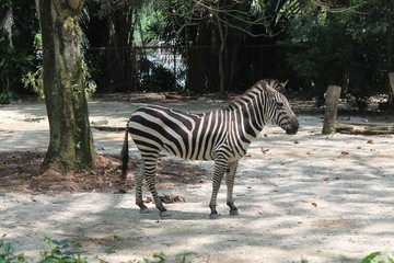 Fototapeta na wymiar A day in the life of zebra, Singapore Zoo. Animal background