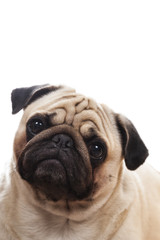 Portrait of a pug.