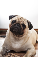 Dog lies on the floor.