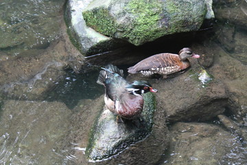 Beautiful duck swims in the water, close-up