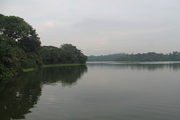 The beauty of wildlife, Lake in Singapore Zoo Green nature
