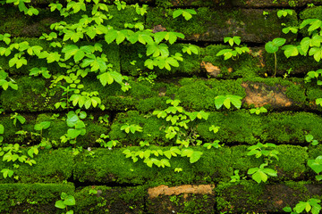 Green moss growing on old brick wall, Evergreen green moss at primitive forest located  Inthanon national park, Chiangmai, Thailand © peangdao