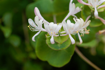 Etruscan honeysuckle (Lonicera etrusca)
