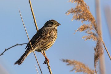 strillozzo (Emberiza calandra) su cannuccia