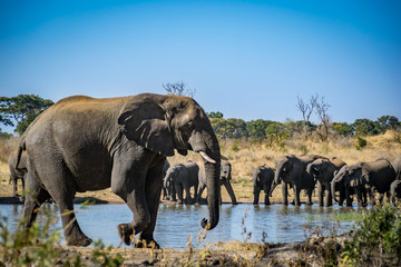 Big elefant with herd