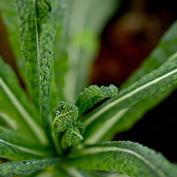 Cavalo Nero