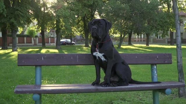 A Dog Cane Corso  8m old Sitting On A Park Bench In The City During The Day