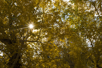 Autumn sun shining through a   tree