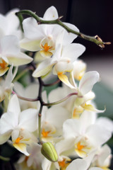 Obraz na płótnie Canvas orchide