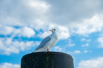Möwe sitzt im Hafen von Niendorf auf einem Poller