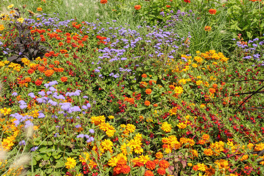 Blumenwiese, Dahlie, Margaritte