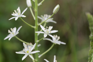 Prussian asparagus (Ornithogalum pyrenaicum)