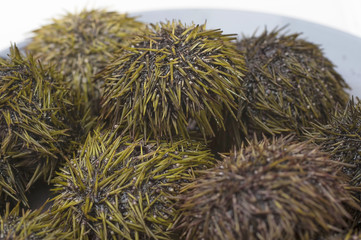 sea urchins on a plate