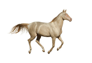 Obraz na płótnie Canvas Cremello stallion galloping