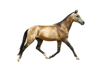 Fototapeta na wymiar Golden stallion