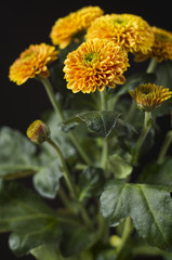 A photo of chrysanthemum flowers against black background. Chrysanthemums, sometimes called mums or chrysanths, are flowering plants of the genus Chrysanthemum in the family Asteraceae. 