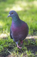A portrait of a pigeon with beautiful hackle feathers.