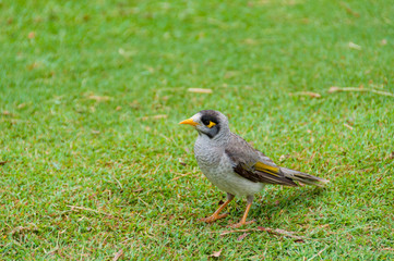 Indian Myna bird on green lawn