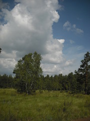 Obraz premium summer forest