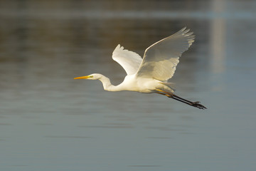 airone bianco maggiore (Casmerodius albus) in volo - ritratto