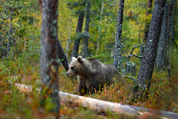 Bear hidden in yellow forest. Autumn trees with bear. Beautiful brown bear walking around lake with fall colours. Dangerous animal in nature wood, meadow habitat. Wildlife habitat from Finland.