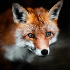 Portrait of a red fox male, vulpes vulpes. - obrazy, fototapety, plakaty