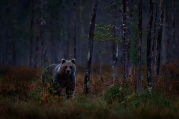 Naklejka premium Autumn trees with bear. Night nature Bear hidden in forest. Beautiful brown bear walking around lake with fall colours. Dangerous animal, dark fog wood, meadow habitat. Wildlife habitat from Finland.
