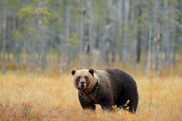 Obraz na płótnie Canvas Bear hidden walking yellow forest. Autumn trees with bear. Beautiful brown bear walking around lake with fall colours. Dangerous animal in nature wood, meadow habitat. Wildlife habitat from Finland.