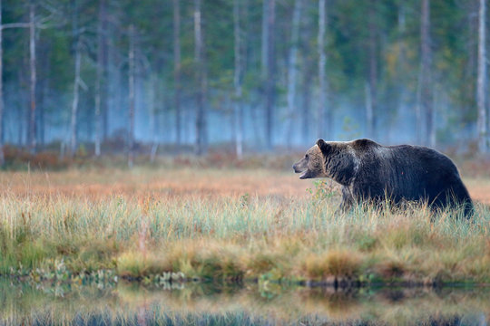 Bear hidden in yellow forest. Autumn trees with bear. Beautiful brown bear walking around lake with fall colours. Dangerous animal in nature wood, meadow habitat. Wildlife habitat from Finland.