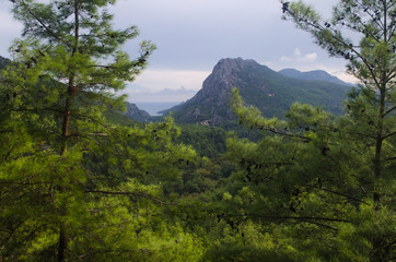 Mountains overgrown with coniferous forest