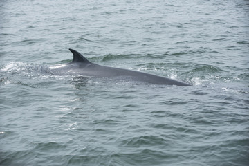 Naklejka premium Bryde's whale, Whale in gulf of Thailand..