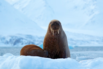 Walrus, Odobenus rosmarus, stick out from blue water on white ice with snow, Svalbard, Norway. Mother with cub. Young walrus with female. Winter Arctic landscape with big animal. Family on cold ice.