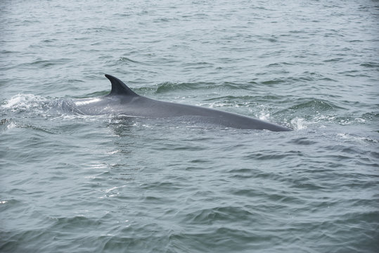 Bryde's whale, Whale in gulf of Thailand..