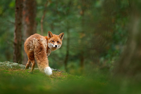 Fox in green forest. Cute Red Fox, Vulpes vulpes, at forest with flowers, moss stone. Wildlife scene from nature. Animal in nature habitat. Fox hidden in green vegetation. Animal, green environment.