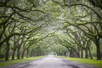 Foto op Canvas Quiet southern country road lined with oak trees with overhanging branches dripping with Spanish moss © lazyllama
