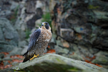 Peregrine Falcon sitting in the rock with, Rare bird in the nature habitat. Falcon in the Czech mountain Ceske Svycarsko National Park. Bird of prey sitting on rocky ledge. Wildlife scene with stone.